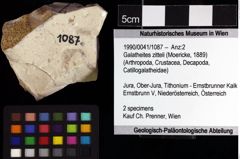 Foto (Objket + Etiketten) von Galatheites zitteli (Moericke, 1889) 